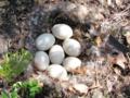 Anas platyrhynchos - Mallard Egg.png