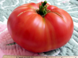 Heirloom Tomato - Ed's Millennium.png
