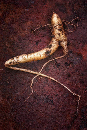 Mandrake roots.png