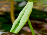 Nelumbo nucifera - Lotus Leaf Tips.png
