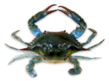Callinectes sapidus - Blue Crab.png