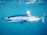 Isurus oxyrinchus - Shortfin Mako Shark.png