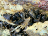 Xenostrobus securis - Brackish Water Mussel.png