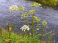 Angelica sylvestris - Wild Angelica.png