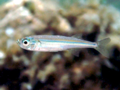 Atherina boyeri - Big scale sand smelt.png