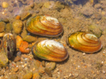 Unio crassus - Thick Shelled River Mussel.png