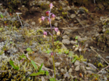 Thalictrum alpinum - Alpine Meadow Rue.png