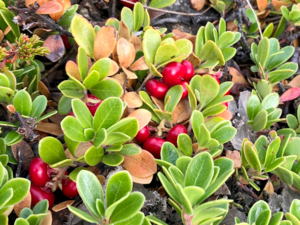 Arctostaphylos uva-ursi - Bearberry.png