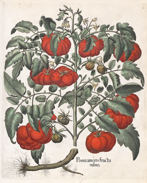 Drawing of Tomatoes by Basilius Besler, published in Hortus Eystettensis in 1613.png