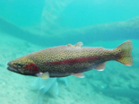 Oncorhynchus mykiss - Rainbow Trout.png