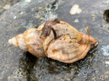 Buccinum undatum - Common Whelk.png