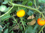 Fruit of Solanum aculeatissimum.png