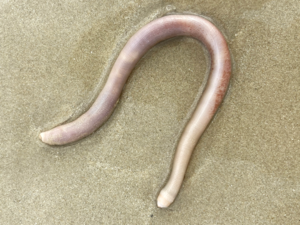 Order Sipuncula - Peanut Worms.png