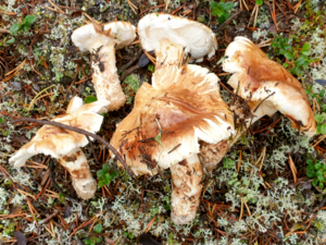 Tricholoma matsutake - Matsutake.png