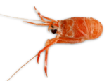 Munida sarsi - Long Clawed Aquad Lobster.png