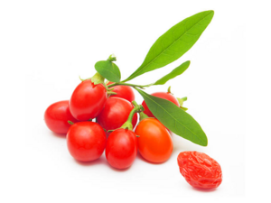 Goji Berry - Relative of the Tomato.png