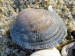 Ruditapes philippinarum - Japanese Littleneck Clam.png