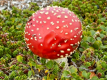 Amanita muscaria - Fly Agaric.png