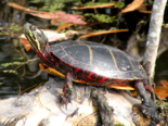 Chrysemys picta - Painted Turtle.png
