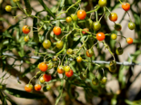 Fruit of Solanum ligustrinum.png