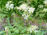 Anthriscus sylvestris - Cow Parsley.png