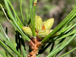 Pinus contorta - Young Pinecones.png