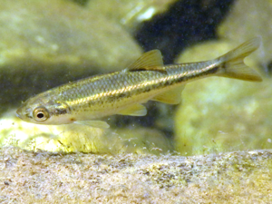 Squalius alburnoides - Calandino.png