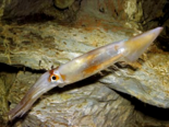 Illex coindetii - Southern Shortfin Squid.png