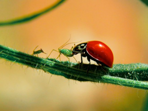 Ladybug That Eats Aphids.png
