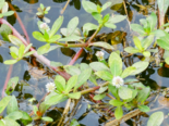 Alternanthera philoxeroides - Alligatorweed.png