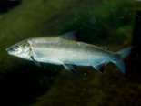 Coregonus lavaretus - European Whitefish.png