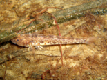 Pomatoschistus microps - Common Goby.png