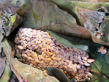 Burmese Fermented Soybean Products -（ပဲပုတ်ထမင်）Pe Bouk.png