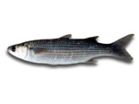 Chelon labrosus - Thicklip Grey Mullet.png
