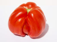 Tomato Fruit Disorders.png