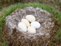 Anser brachyrhynchus - Pink Footed Goose Egg.png