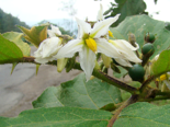 Fruits and flowers of Solanum chrysotrichum.png
