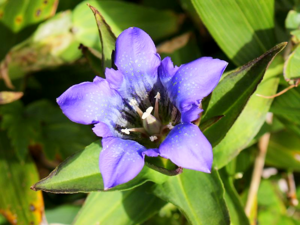 Japanese gentian - Rindo.png