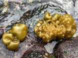 Leathesia marina - Sea Cauliflower.png