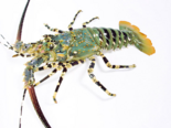 Panulirus regius - Royal Spiny Lobster.png