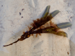 Elachista fucicola - Tiny Wrack Bush.png