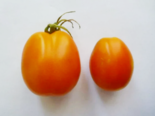 Heirloom Tomato - Kinkan Tomato form Japan.png
