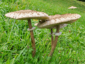 Macrolepiota procera - Parasol.png