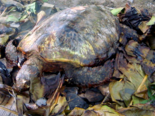 Micronesian Cuisine -（Umu）Earth Oven Roasted Turtle.png