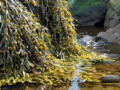 Ascophyllum nodosum - Knotted Wrack.png