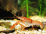 Astacus leptodactylus - Turkish Crayfish.png