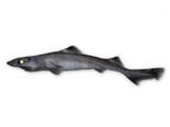 Centrophorus squamosus - Leafscale Gulper Shark.png