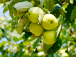 Malus domestica -（Apple Cultivars）Transparente Blanche.png