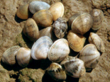 Ruditapes decussatus - Grooved Carpet Shell.png