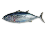 Thunnus atlanticus - Blackfin Tuna.png
